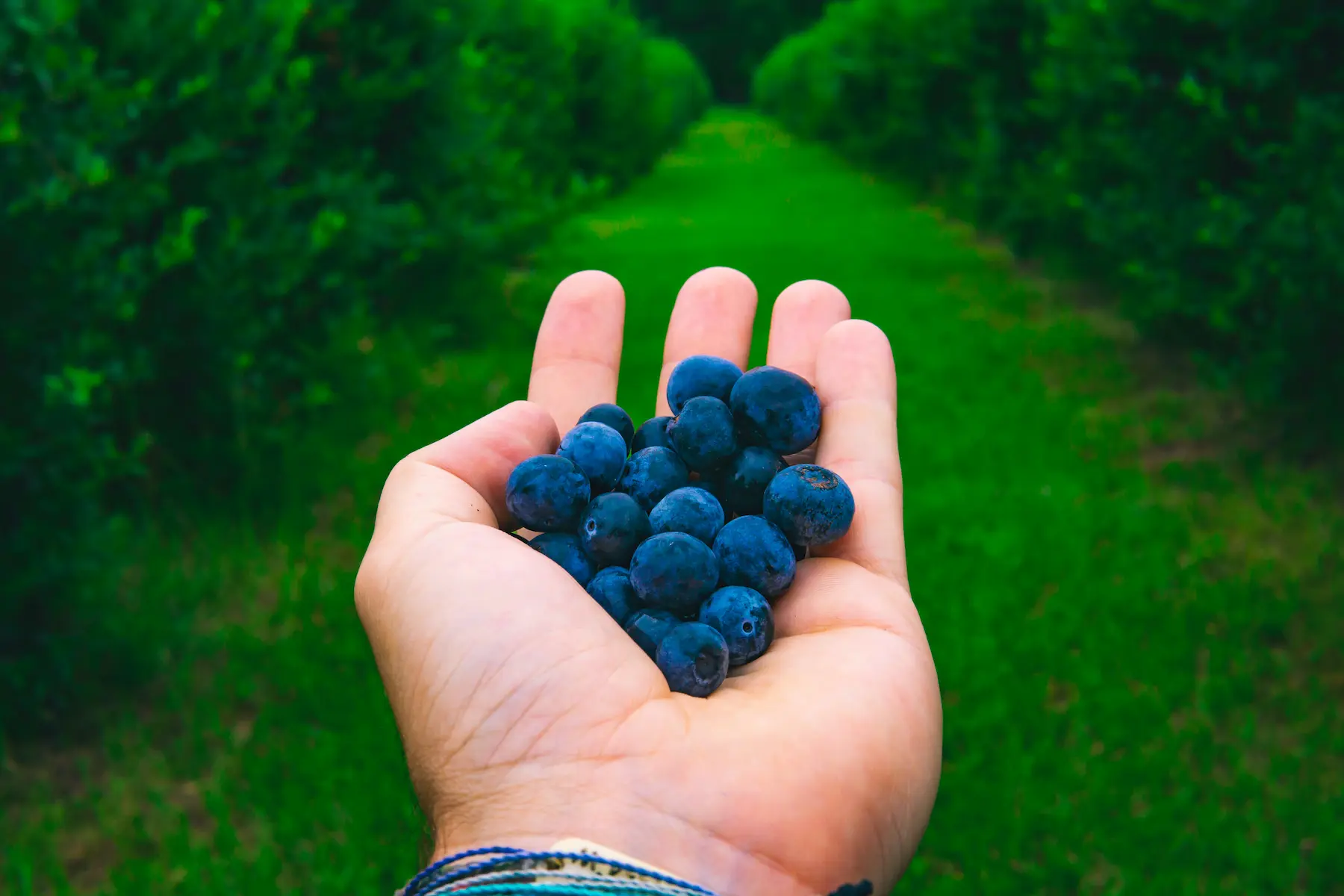 blueberry picking tunkhannock