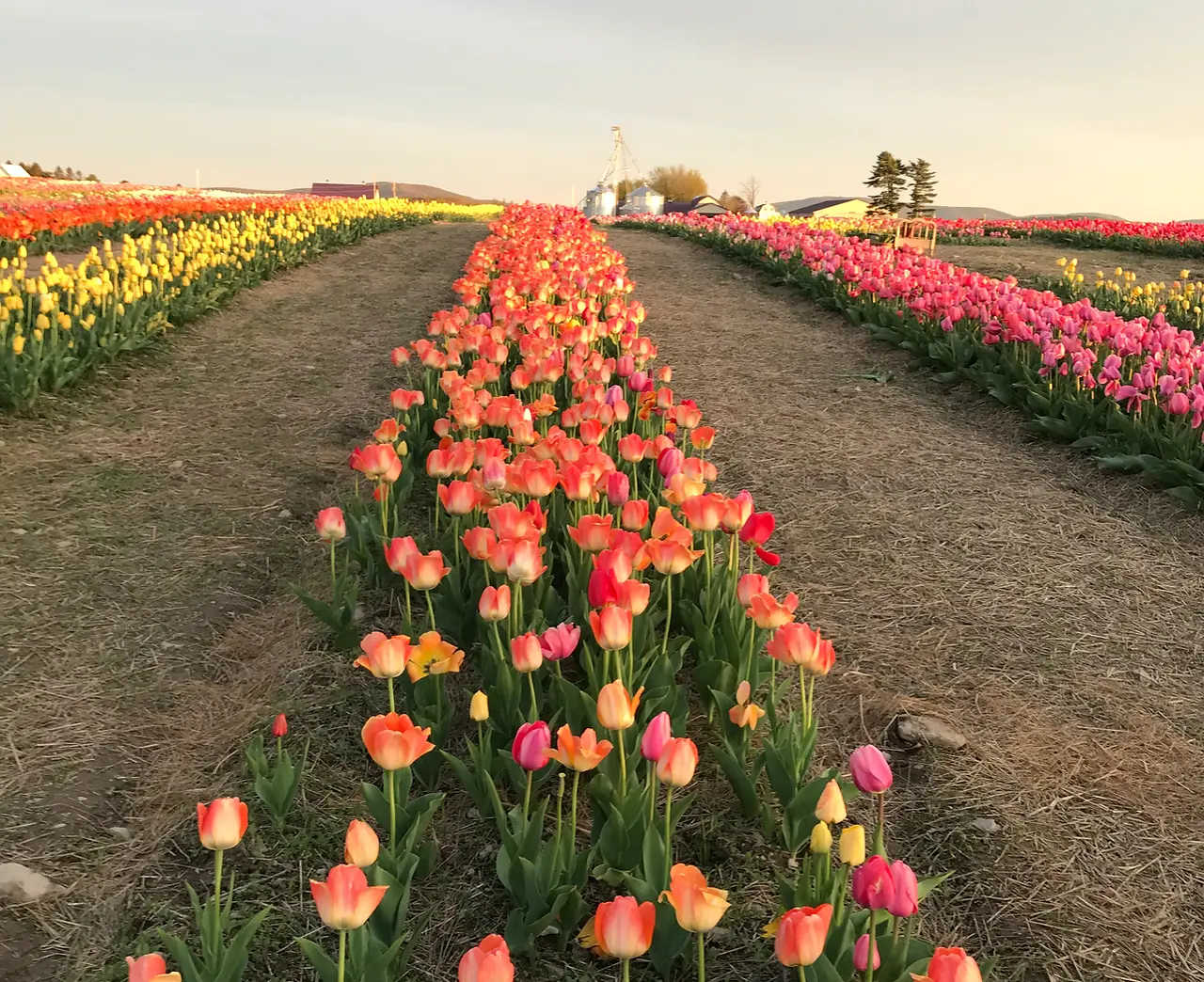 tulips brown hill farms tunkhannock